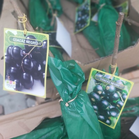 COACAZ NEGRU
